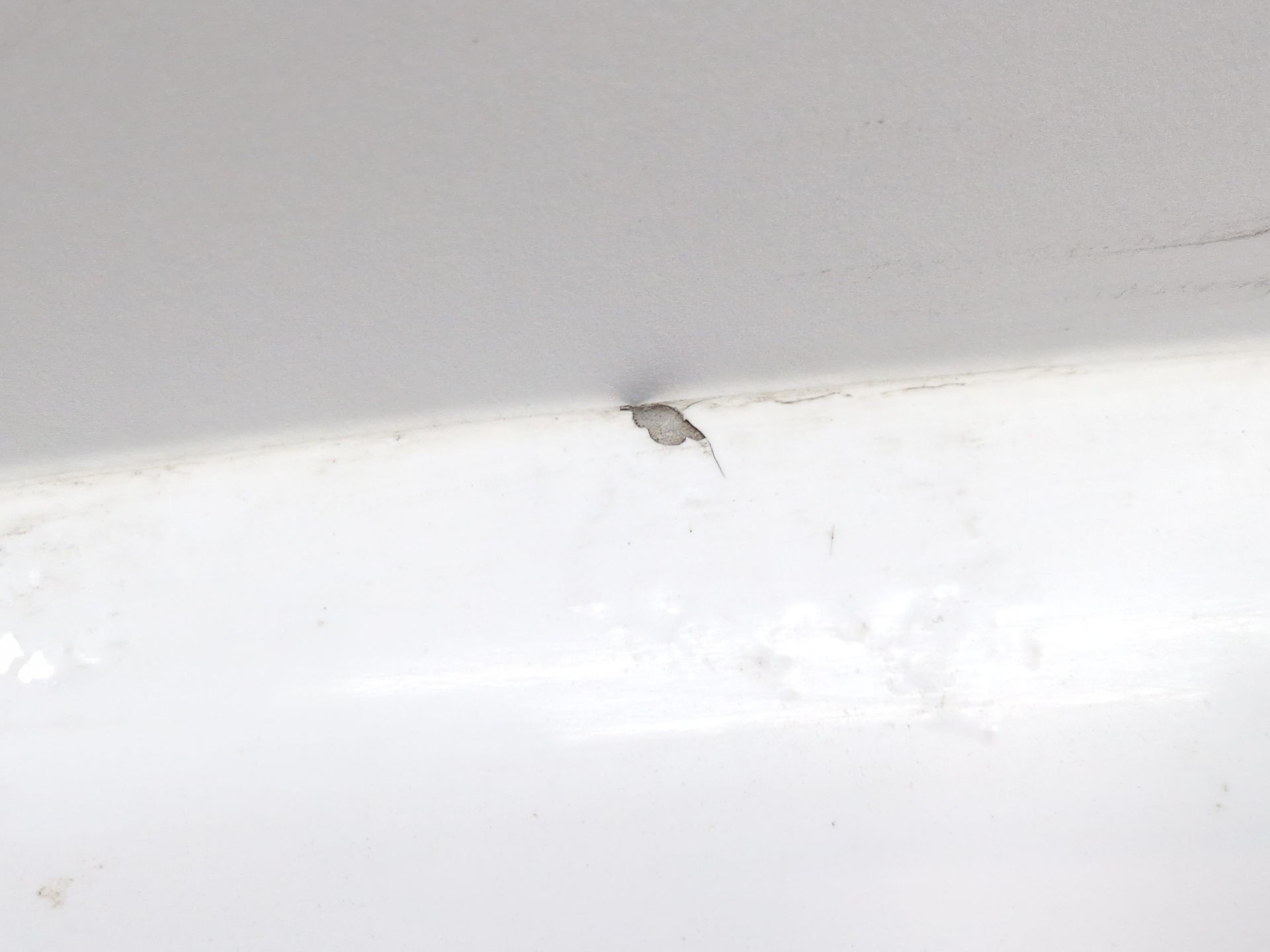 capot_7901s1_7901_s1_ewp_pintura_blanco_banquise_citr_n_ds4_nx_1_6_hdi_115